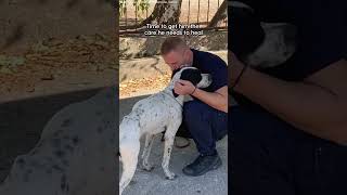 Lonely Dog Was Abandoned At A School  The Dodo [upl. by Elysee]