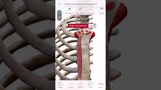 「解剖学」胸骨筋の起始と停止 Starting and stopping the Sternalis muscle Short [upl. by Aleac]