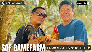 A DAY WITH GREG SAN GABRIEL  SGF GAMEFARM  HOME OF EXOTIC DOME  MAY PA BIDDING PA NG MANOK [upl. by Calie888]