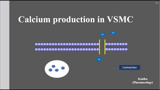 Pharmacology of Calcium production in Vascular Smooth Muscle Cells [upl. by Phip]