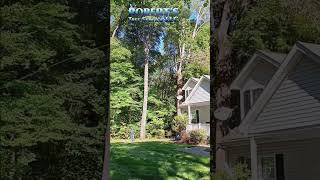 Tree Limb Removal and Pruning treepruning treeexperts treeservice yardcleanup [upl. by Einnok]