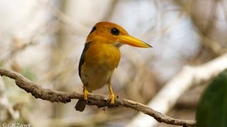 Yellowbilled Kingfisher by Christina N Zdenek [upl. by Consuelo421]