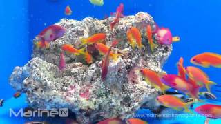 Pseudanthias squamipinnis  Anthias [upl. by Morice197]