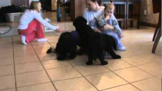 Giant Schnoodles for sale in Iowa [upl. by Joy137]