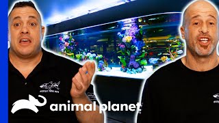 Brett And Wayde Build The Biggest Shark Tank Of Their Careers  Tanked [upl. by Okemak897]