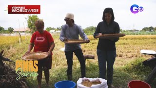 Kara David at Wilma Doesnt nagpaligsahan sa pagtatahip ng palay  Pinas Sarap [upl. by Meit]