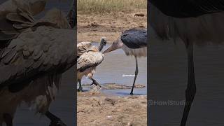 Marabou Stork vs Vulture Wincent akS32 bird nature wildlife [upl. by Ayor]