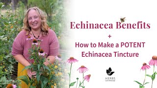 Echinacea Benefits  How to Make Echinacea Tincture  Herbs for Immune System [upl. by Glick549]