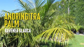 Andringitra Palm  Ravenea glauca [upl. by Airlee]