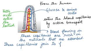 WHAT IS ABSORPTION AND ASSIMILATION HUMAN PHYSIOLOGY DIGESTION AND ABSORPTION 11 CBSEISCNEET [upl. by Shelia]