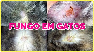 FUNGO EM GATO Como tratar de maneira fácil e rápida  Gatil Hauser [upl. by Aklam]