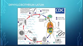 Diphyllobothrium pacificum [upl. by Herwin]