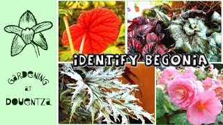 How to Identify a Begonia  What Begonia Do I Have [upl. by Ellehcsar]