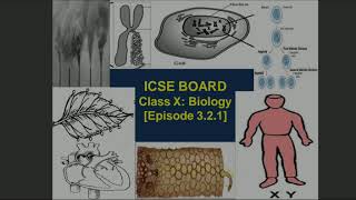 ICSE Class X Biology The Excretory System Episode 321 [upl. by Burris465]