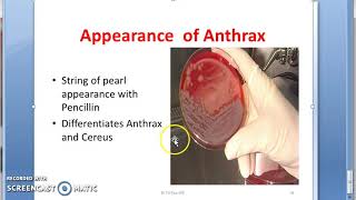 Microbiology 221 b Anthrax Lab Diagnosis [upl. by Specht107]