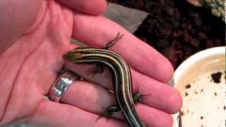 How to tame a bluetailed skink five lined skink [upl. by Woodrow]