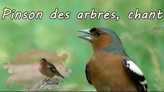 Pinson des arbres chant en gros plan [upl. by Celik]