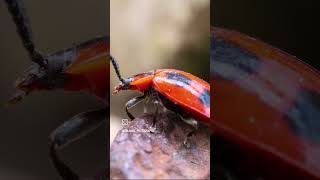 Un coléoptère déguisé en coccinelle  Endomychus coccineus entomologie nature macro coleoptere [upl. by Eirelav606]