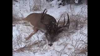 Saskatchewan Deer hunt with Sask Can Outfitters 170quot 10pointer [upl. by Neiviv]