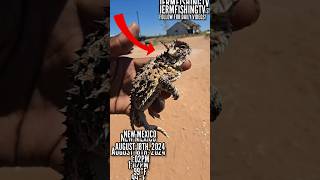 I FOUND A HORNED LIZARD RARE 😨😯 shorts [upl. by Todd]