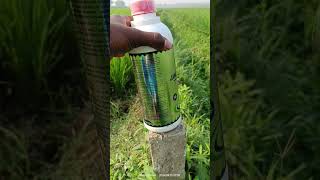 James bond fertilizer farming shortvideo jamesbond paddy [upl. by Aneert]