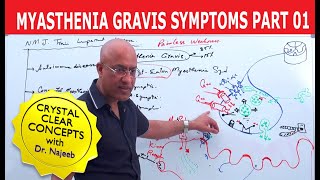 What is myasthenia gravis [upl. by Nyrhtak624]