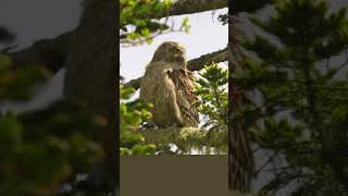 Blakistons Fish Owl Largest Owl [upl. by Koo]