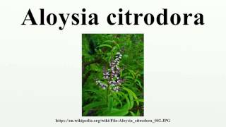 Aloysia citrodora [upl. by Norbert]