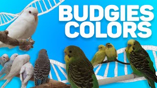 Pet Budgies Colors Genetics Full Documentary Chapter 1 [upl. by Adnohsel]