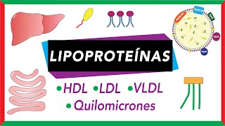 Lipoproteínas Quilomicrones VLDL LDL y HDL Transporte de lípidos [upl. by Ydnolem498]