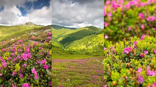 Rhododendron în Munții Bucegi Bujorii de munte de sub Vf Tătaru DeasupraMuntilorRomaniei [upl. by Aivuy]