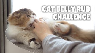 CAT BELLY RUB CHALLENGE  Kittisaurus [upl. by Kingsly877]