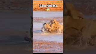 Lions Attacks 😱 lion wildanimals wildlife wildlifephotography jungle shorts shortsfeed [upl. by Nyret]