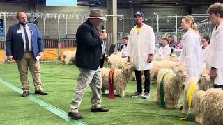 Sydney Royal Easter Show 2024 Day 5 Angora Goats 🐐 Peak Hill Central School dominates its class [upl. by Aicirtap]