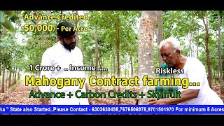 Mahogany Contract Farming Advance Paid By Buyers From Chaturveda Agro [upl. by Brander]