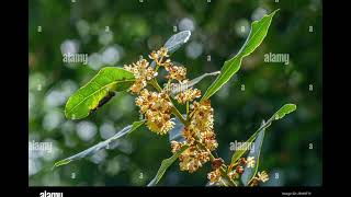 familia lauraceae [upl. by Chickie144]