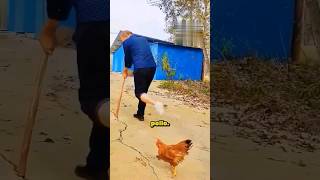 Este Pobre Hombre es Humillado por una Gallina 😭 [upl. by Kirstyn]