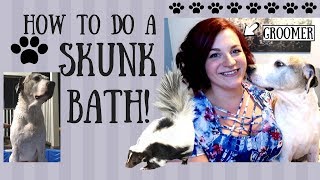 HOW TO GET SKUNK SMELL OFF YOUR DOG PRO GROOMER DOES SKUNK BATH AT HOME WITH AN EASY RECIPE [upl. by Kenta]