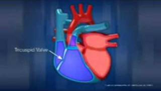 Anatomia del cuore [upl. by Dunkin]