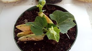 Growing chayote from the fruit seed organic gardening [upl. by Maryann393]