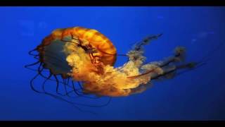 Cnidaria Documentary [upl. by Avigdor]