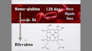 Metabolismo de la Bilirrubina [upl. by Ume]