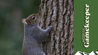 Grey squirrel shooting tactics [upl. by Berenice]