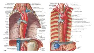 Mediastino posterior [upl. by Lehcor]