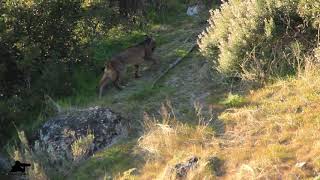 Lince IBÉRICO 🐆cazando conejo🐇Vida salvaje [upl. by Airdnassac]