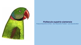 Video Encyclopedia of Parrot Species  165 Psittacula eupatria siamensis [upl. by Noll]