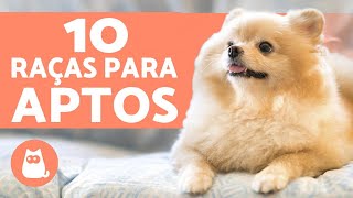 10 CACHORROS PARA APARTAMENTO raças  características [upl. by Alroy181]