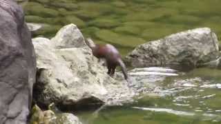 A mink hunting its prey [upl. by Orravan]