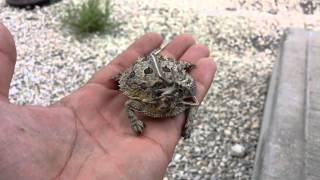 Horned Toad catch and release [upl. by Darline1]