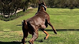 BEST OF DOBERMAN  THE SUPER INTELLIGENT DOG [upl. by Adelheid]